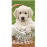  Dětská bavlněná osuška s roztomilým šteňátkem labradora. Základní vlastnosti:rozměry (šxd): 70x140 cm. 100% bavlna. praní na 60°C.